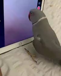 Pet Birds Panosundaki Pin