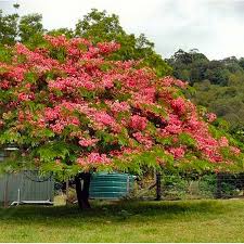 Image result for Cassia javanica