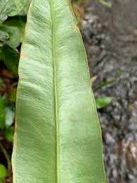 Image result for Elaphoglossum macropodium