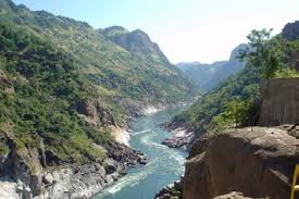 Image result for Trichilia quadrivalvis