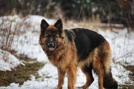 The silver german shepherd is a beautiful pup, but does it make a great pet or guard dog too? What Do You Know About Sable German Shepherds K9 Web