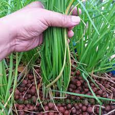 Affnan S Aquaponics Potting Garlic Chives Kuchai Redo