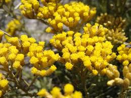 Image result for Helichrysum helvolum