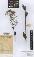 Image result for Vernonia karaguensis