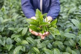 Image result for Camellia sinensis