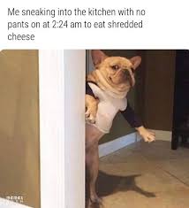 20 Random Funny Memes Of The Day Funny Animal Memes Funny Relatable Memes Funny Pictures