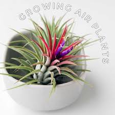 A beautiful holiday plant (botanically known as schlumbergera or zygocactus), the christmas cactus unsurprisingly blooms at christmas and also sometimes around easter time if cared for how to grow african violet plants. How To Regrow Sprouted Onion Bulbs Empress Of Dirt Christmas Cactus Growing Hydrangeas Plants
