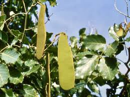 Image result for Isoberlinia doka