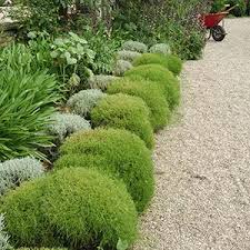 Selection De 14 Plantes Speciales Bordures En 2020 Plantes De Bordure Bordure Jardin Plante