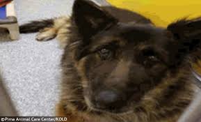 A gsd from a great breeder will fee $800 and up. 2019 Dog Bite Fatality Tucson Mother Arrested After Infant Found Dead With Dog Bite Injuries Dogsbite Blog