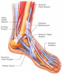 ankle tendons diagram get rid of wiring diagram problem