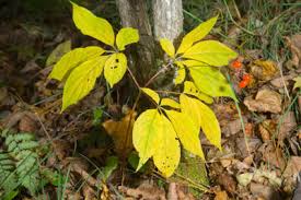 Ficus microcarpa ginseng renobra com co. Ficus Ginseng Verliert Blatter So Gelingt Die Pflege