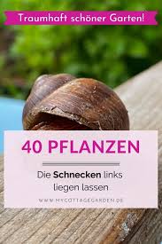 40 Pflanzen Die Schnecken Links Liegen Lassen In 2020 Pflanzen Schnecken Im Garten Staudengarten