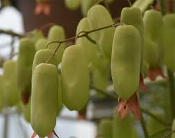 Image result for Kalanchoe pinnata
