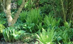Schattenplatze Im Garten Mit Farnen Gestalten Farne Garten Schattengewachse Palmen Garten