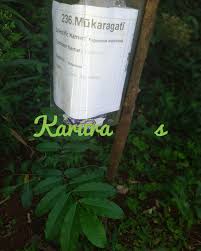 Image result for Fagaropsis