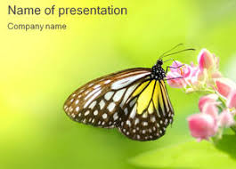 Kumpulan gambar tentang gambar bunga dan kupu kupu cantik, klik untuk melihat koleksi gambar lain di kibrispdr.org. Gratis Butterflies Powerpoint Template