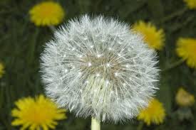 Image result for Taraxacum sp.
