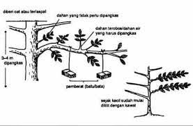 Bahan pokok in a sentence and translation of bahan pokok in english dictionary with audio pronunciation by dictionarist.com. Kepen Kinabalu Nursery Pembekal Benih Buah Hybrid Sabah Facebook