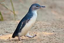 However, in exceptional cases, they are known to. Little Penguin Wikipedia