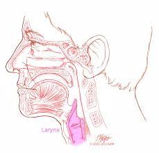 Cancer can develop in any part of the larynx. Laryngeal Cancer Johns Hopkins Medicine