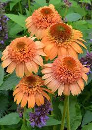 Echinacea Purpurea Szkolka Bylin Czesc 3 Planting Flowers Flowers Perennials Easy Plants To Grow