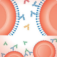 Image result for Indirect Coombs