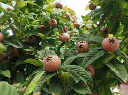 We did not find results for: Neflier Planter Entretenir Tailler Et Recolter Les Nefles