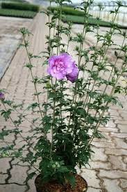 Rosen Eibisch Lavender Chiffon Kaufen Garten Von Ehren Beste Qualitat Seit 1865 Gunstige Preise Riesenauswahl Japanische Blumen Blutenfarben Weigelie