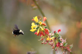 Image result for Enneapogon scoparius