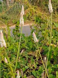 Image result for Xerophyta argentea