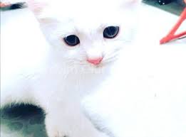 Ucretsiz Kedi Sahiplendirme Sahibimolurmusun Com
