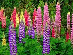 How To Plant Lupines Www Garden Design Me Lupine Flowers Flower Seeds Flowers