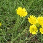 Image result for Berkheya setifera