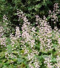 Heucherella Alba Rosalie Kissen Purpurglockchen Stauden Purpurglockchen Garten