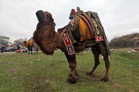 Vector map of the world with. Turkey Tradition Of Camel Wrestling Making A Comeback Eurasianet