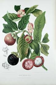 Image result for Garcinia buchneri