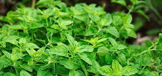 Oregano Ol Anwendung Und Wirkung Des Pflanzlichen Antibiotikums Utopia De