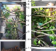 But to keep a chameleon healthy and safe, you need to give it a nice habitat. Chameleon Enclosures Chameleon Forums
