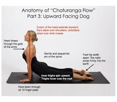 Anatomy Of Chaturanga Flow Part 3 Yoga Anatomy Yoga Techniques Yoga Asanas