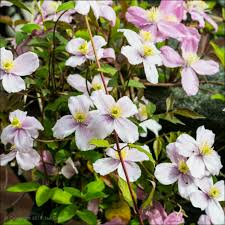Clematis montana 'mayleen' is a vigorous, deciduous climber. Clematis Montana Mayleen Clematis Montana Mayleen Uploaded By Bigemrg