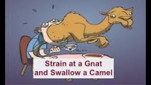 The use of the camel here was obviously a hyperbole, but was appropriate, not. Strain At A Gnat And Swallow A Camel Colossians 43 Bible Baptist Church Youtube
