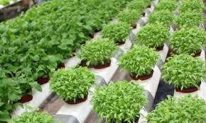 Untuk mengantisipasinya, letakkan tanaman ini di tempat yang jarang dilalui anggota keluarga pada pekarangan rumah. Anim Agro Technology Jenis Media Tanaman Hidroponik Part 2