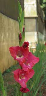 Gladiolus Rose Delight Gladiolus X Hortulanus Ornamental Plants Flowers Gladiolus