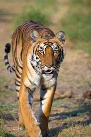 Available in english and español. Panthera Tigris Wikipedia La Enciclopedia Libre