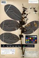 Image result for Dactyladenia