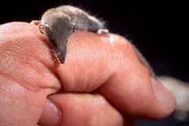 Smallest mammal in the world. Etruscan Shrew Wikipedia