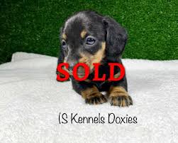 Our dachshund puppies come with akc registration either full (breeding rights) or pet only with no akc papers. Lola S Kennels Doxies Texas Licensed Breeder Offering Akc Miniature Dachshund Puppies For Sale Along With A Few Tweenie Litters And An Occasional Standard Litter