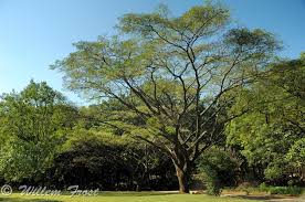 Image result for Albizia adianthifolia