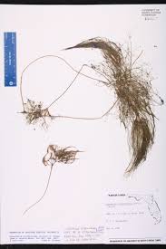 Image result for Eleocharis confervoides
